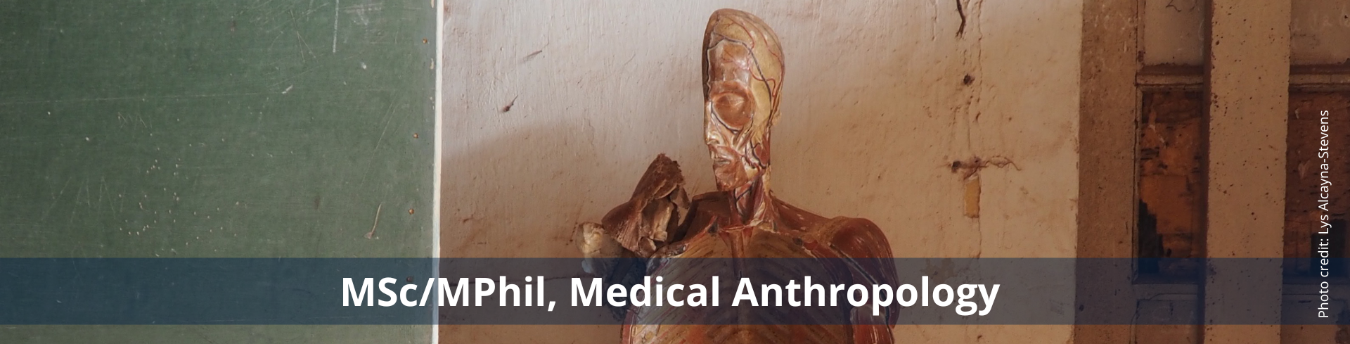 A hollowed model of a human body, showing the inside of the ribcage and half of a skull. At the bottom, white text says 'MSc/MPhil in Medical Anthropology'. Photo credit: Lys Alcayna-Stevens 