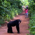 A chimp on a dirt road being photographed