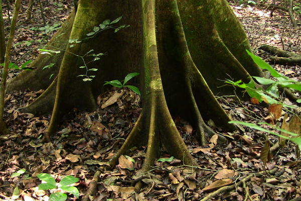 Close up of the roots of a large tree in a forest