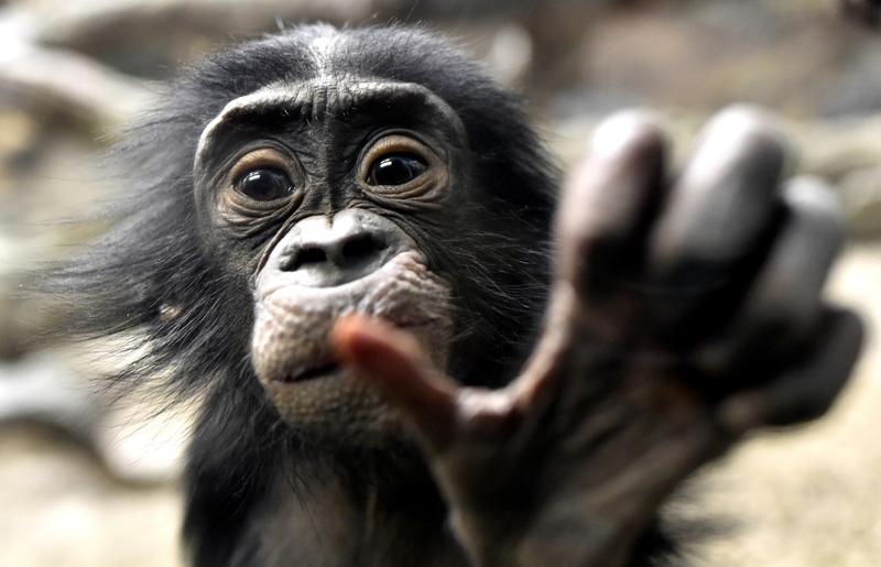 bonobo baby cjeff mccurry getty images via canva com 