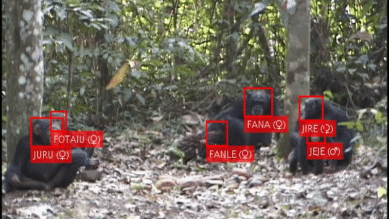 Chimpanzees chimpanzees