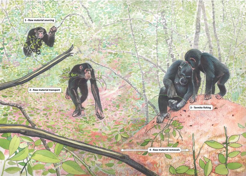 Raw material sourcing for termite fishing tools by wild chimpanzees raw material sourcing for termite fishing tools by wild chimpanzees
