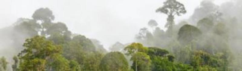 photo of a tree canopy