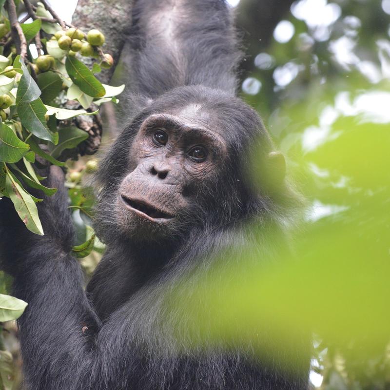 chimpanzee viewed through the trees