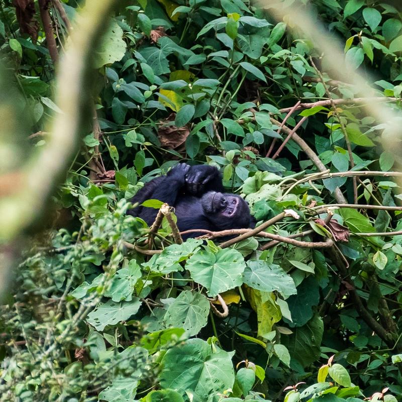 nyungwe chimpanzee laying back in nest