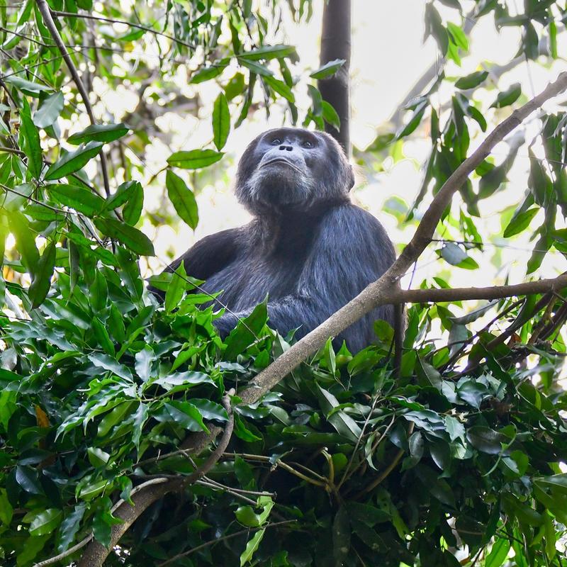 A chimpanzee sitting in a nest looking up