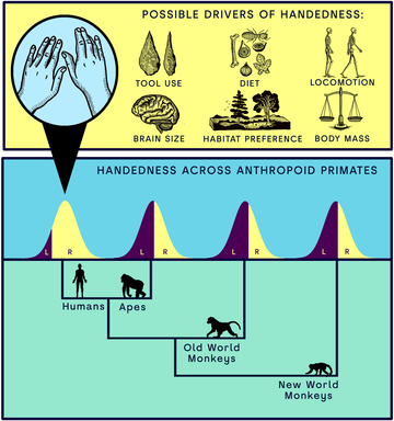 graphic showing possible theories for handedness