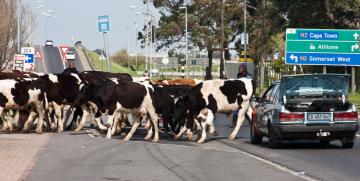 cattle in cape town by noleen kutash