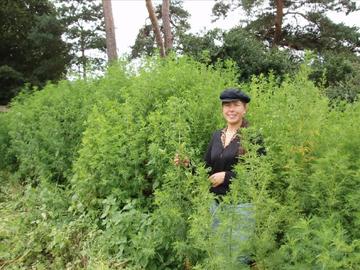 harvesting sweet wormwood in oxfordshire june