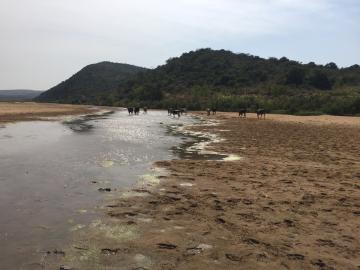 Mfolozi river esiyembeni mfolozi river esiyembeni
