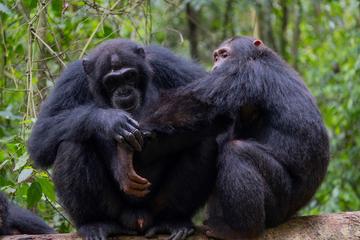 Social grooming credit elodie freymann social grooming credit elodie freymann