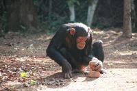 chimpanzee nut cracking