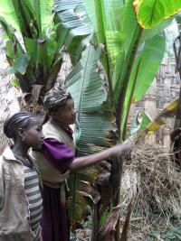 The tree for living project. Photo E Ewart The tree for living project