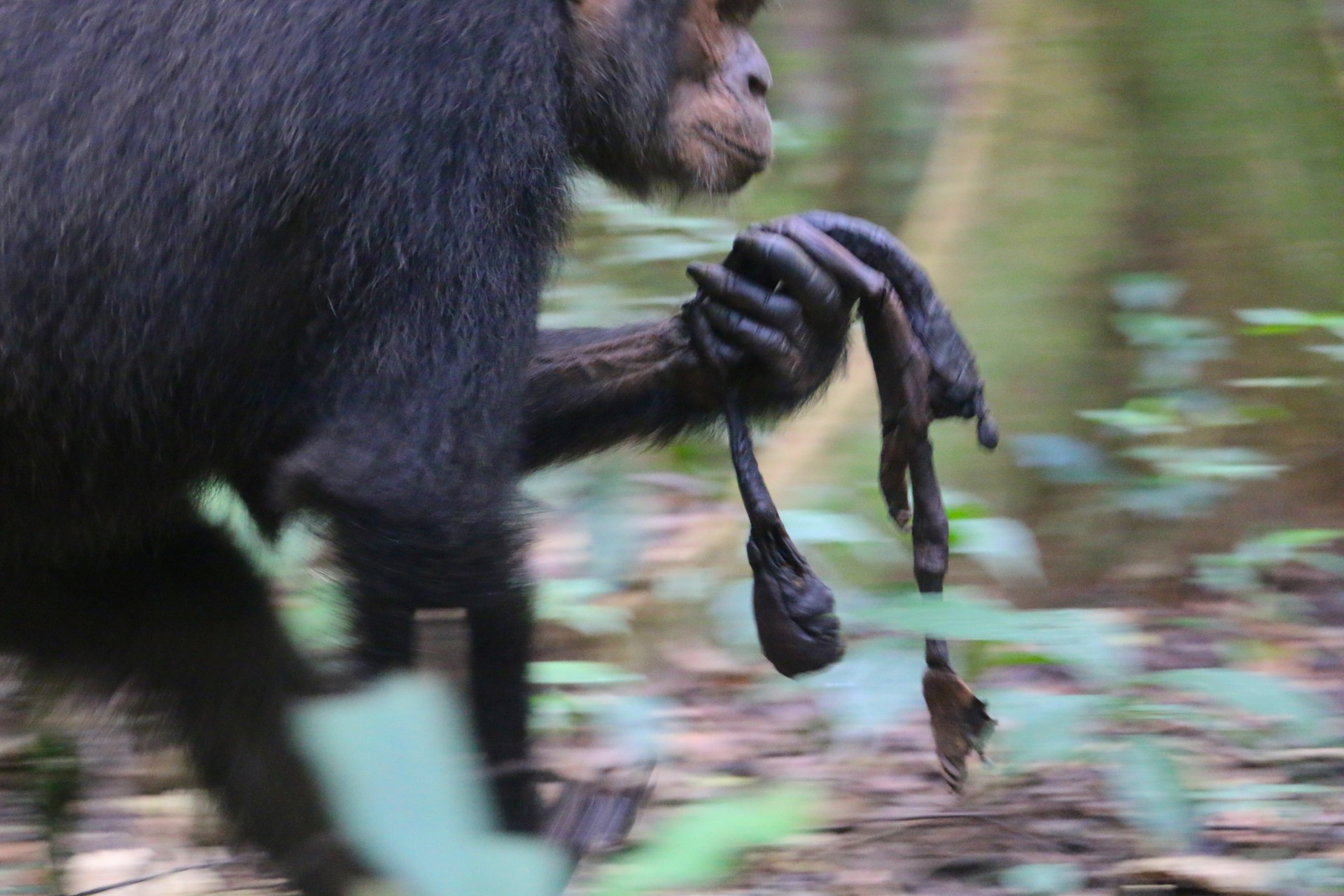 a chimpanzee carries the mummified remains of an infant chimpanzee through the forst