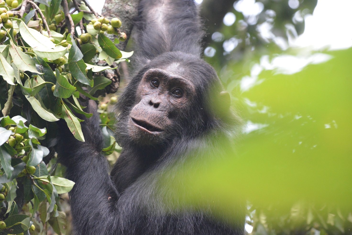 chimpanzee viewed through the trees