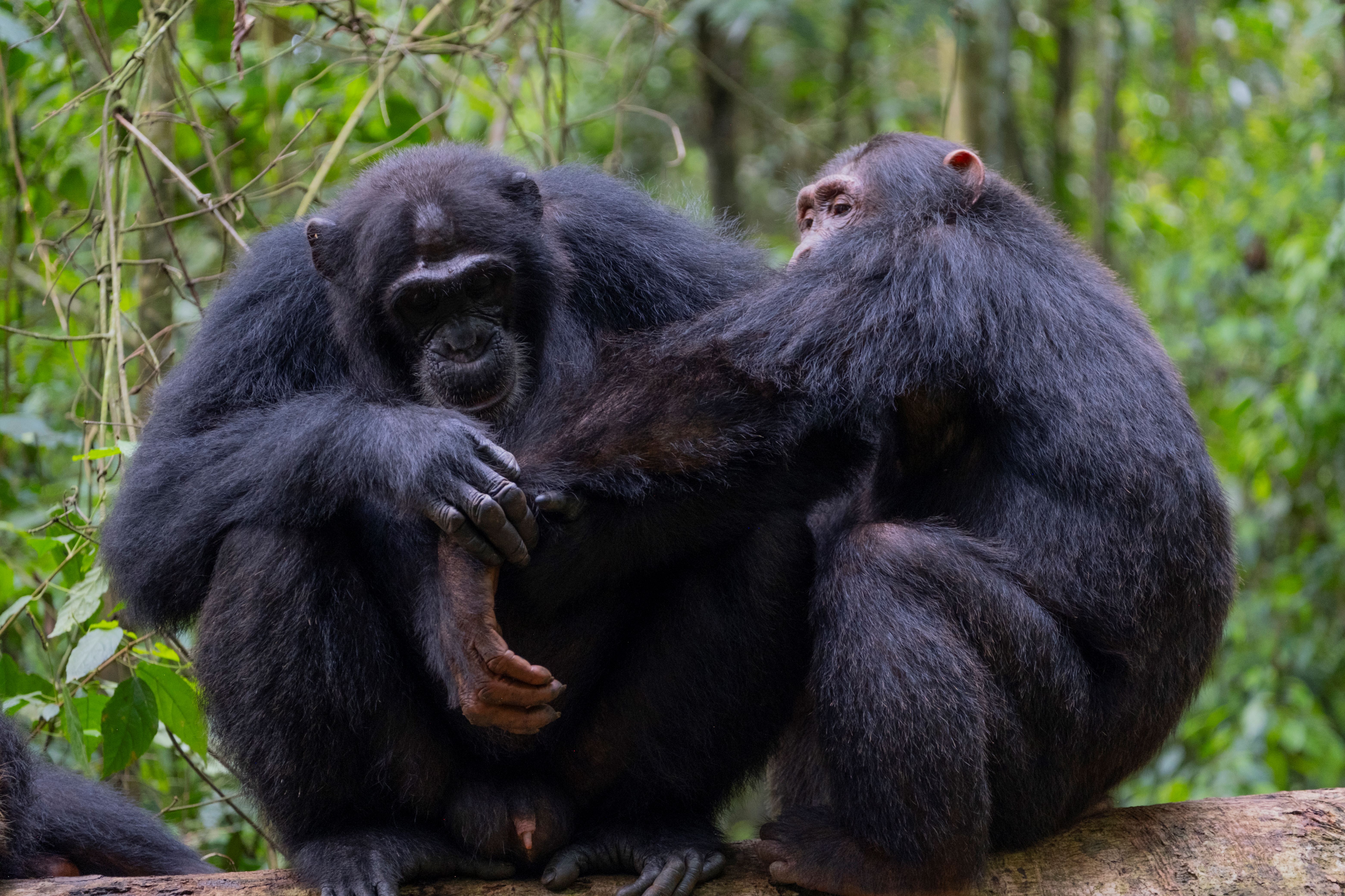 social grooming credit elodie freymann