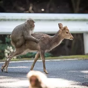 a grey monkey riding on the back of a small deer