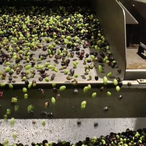 olives being processed in a large machine