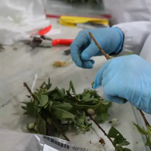 Scientists in labs handling leaves from Olive trees