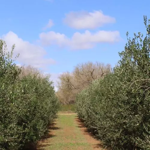 a healthy looking, closely planted olive grove
