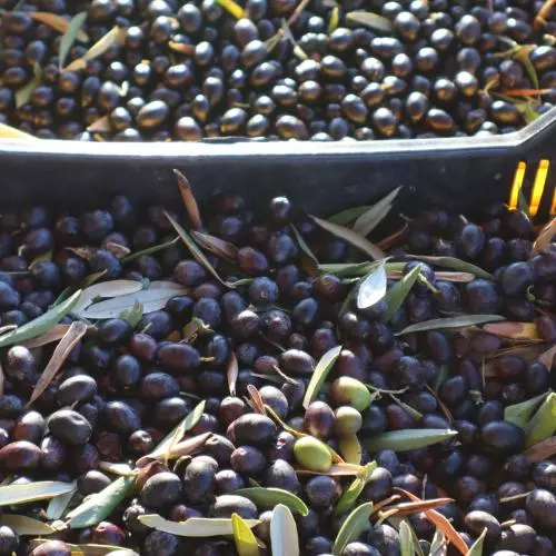 Olives been processed