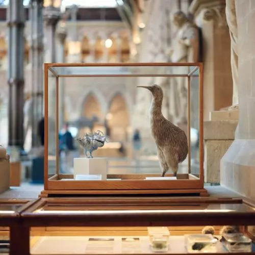 A small bird homunculus-esque sculpture, in a case with a taxidermy bird 