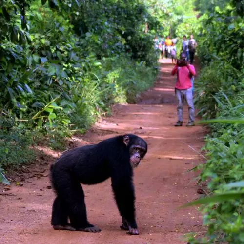 A chimp on a dirt road being photographed