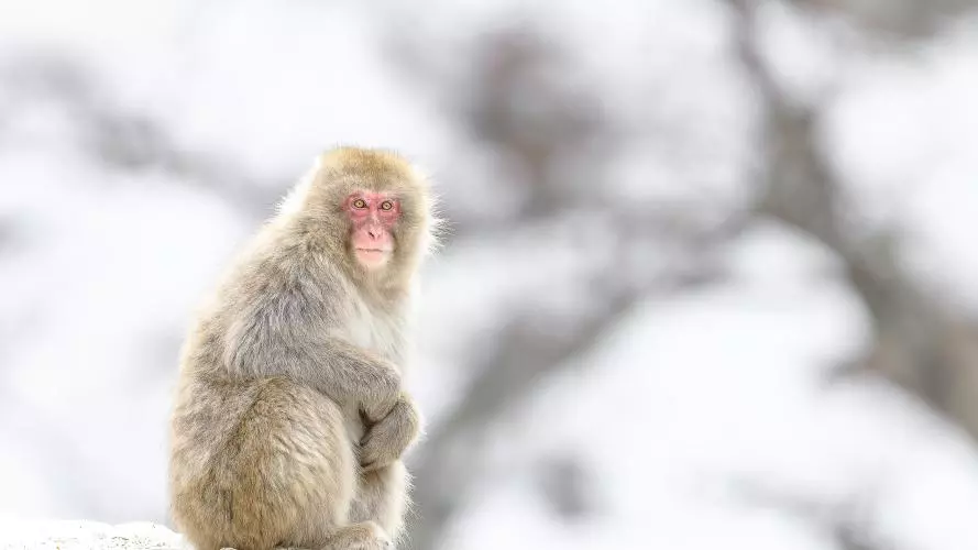 japanese macaque
