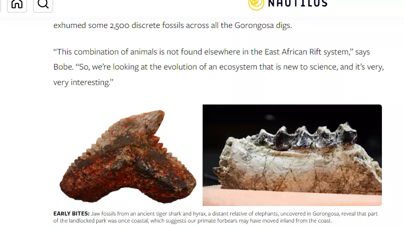nautilus article - text and photo of jaw bones 