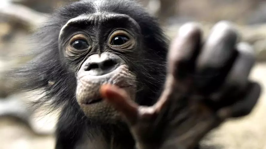 bonobo baby cjeff mccurry getty images via canva com 