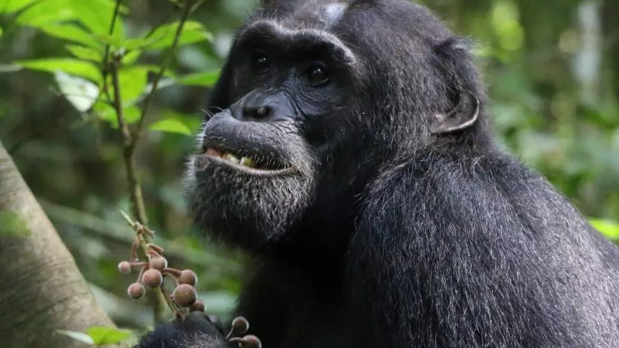 chimpanzee sitting in tree eating brown fruit