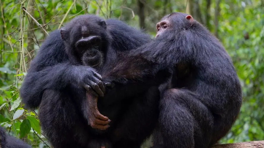 social grooming credit elodie freymann