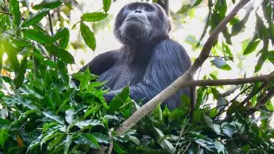 A chimpanzee sitting in a nest looking up