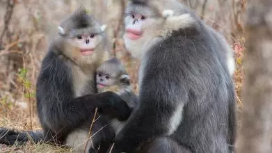 A family of three snub nosed monkeys - a large male next to a female with a baby