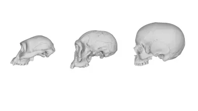 tp research image