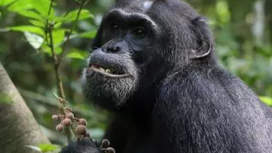 chimpanzee sitting in tree eating brown fruit