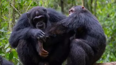 social grooming credit elodie freymann
