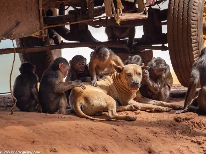 a group of monkeys groom a dog sheltering under a jeep