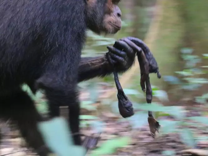a chimpanzee carries the mummified remains of an infant chimpanzee through the forst