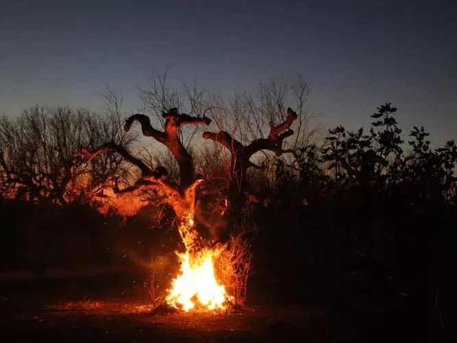 An ancient olive tree burning at dusk