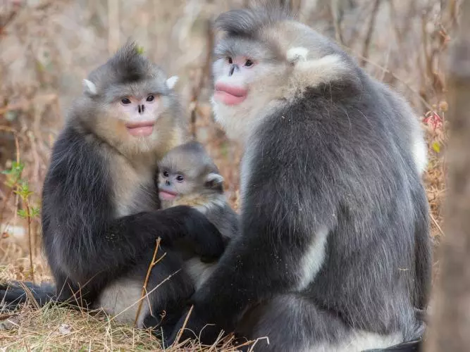 A family of three snub nosed monkeys - a large male next to a female with a baby