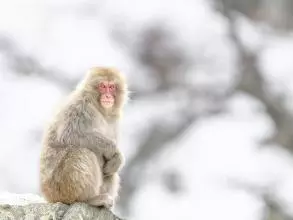 japanese macaque