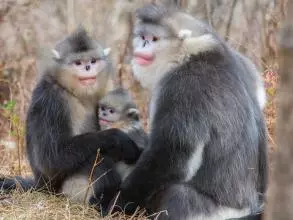 A family of three snub nosed monkeys - a large male next to a female with a baby