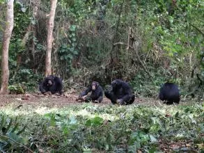 severalchimps katarinaalmeidawarren