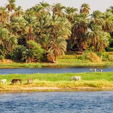 cattle grazing by a flooded river with palm trees in background