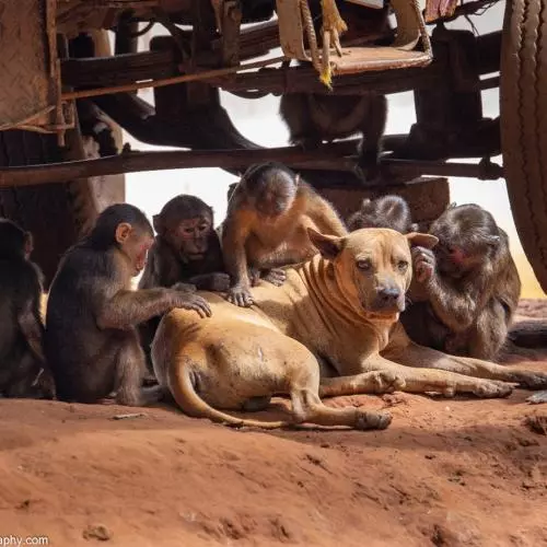 a group of monkeys groom a dog sheltering under a jeep