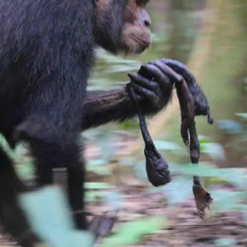 a chimpanzee carries the mummified remains of an infant chimpanzee through the forst