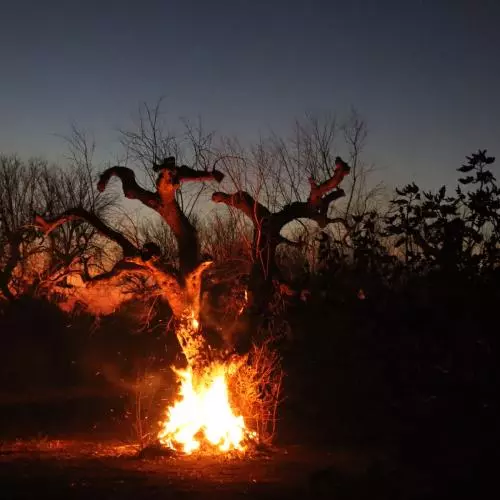 An ancient olive tree burning at dusk
