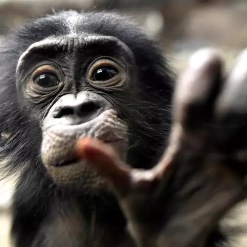 bonobo baby cjeff mccurry getty images via canva com 