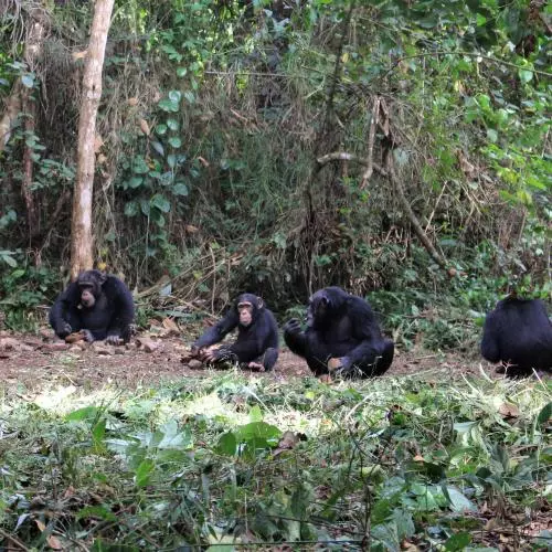 severalchimps katarinaalmeidawarren